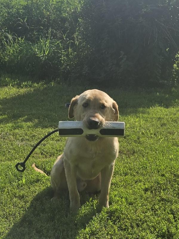 Labrador Retriever