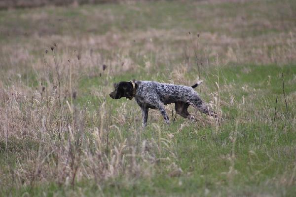 German Shorthaired Pointer