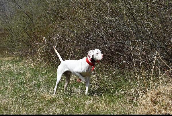 English Pointer