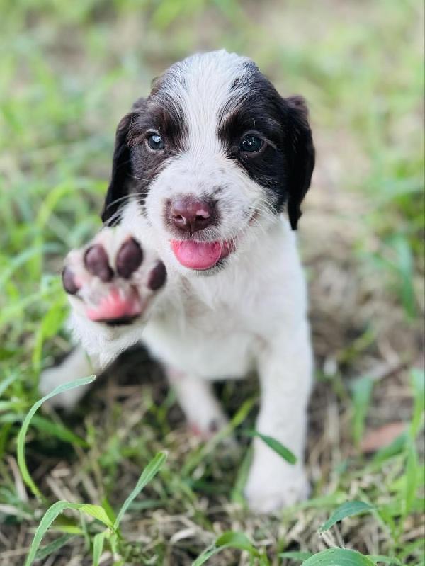 English Springer Spaniel
