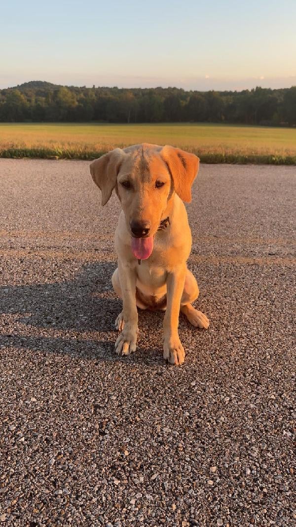 Labrador Retriever