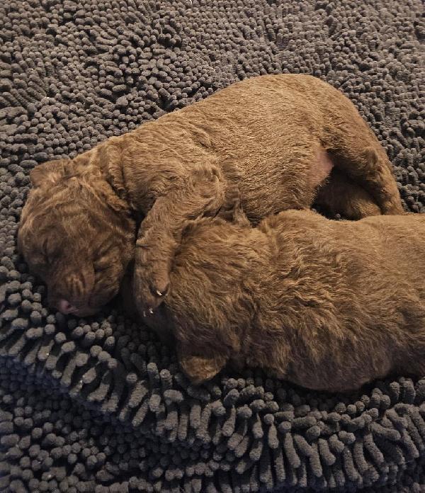 Chesapeake Bay Retriever