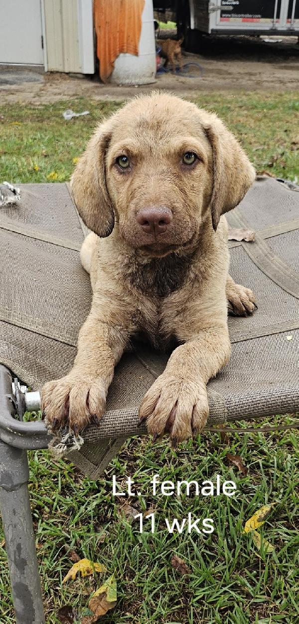 Chesapeake Bay Retriever