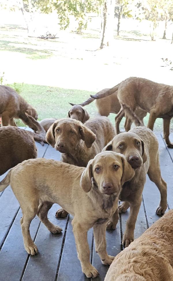 CHESAPEAKE PUPPIES Chesapeake Bay Retriever