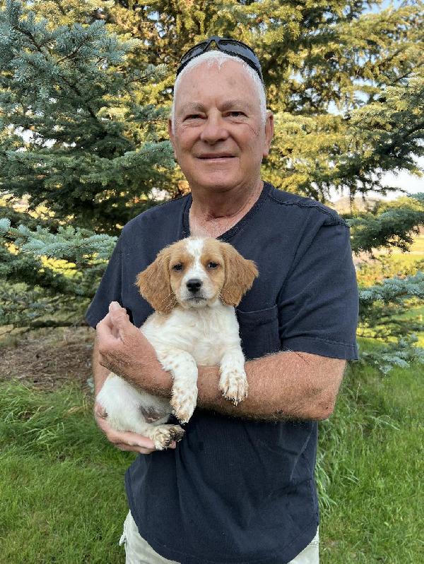 SUPERB GUNDOG PUPPIES- EPAGNUEL BRETON