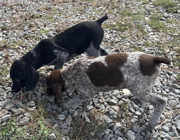 German Shorthaired Pointer