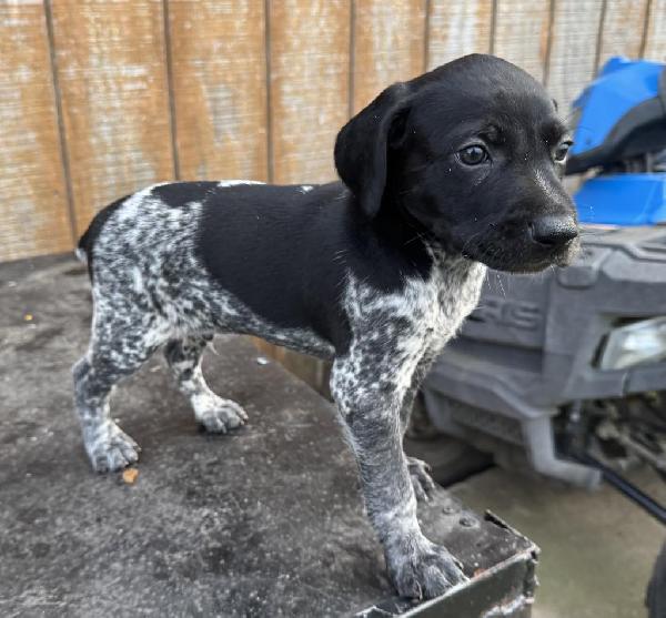 German Shorthaired Pointer