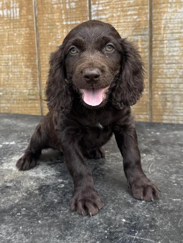 Boykin Spaniels