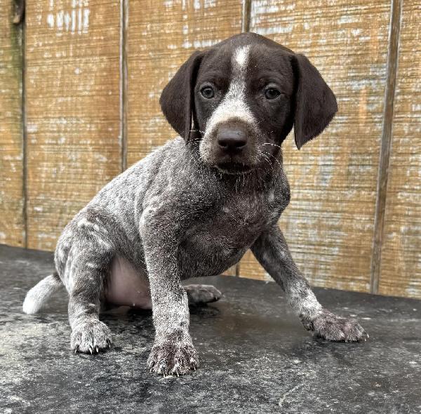 German Shorthaired Pointer