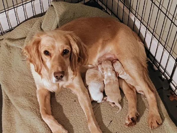 English Cocker Spaniel