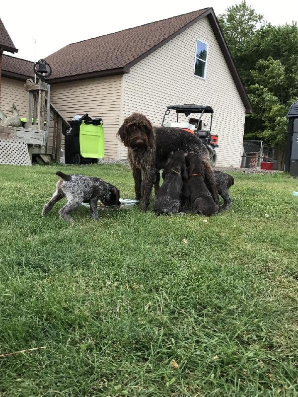 German Wirehaired Pointer