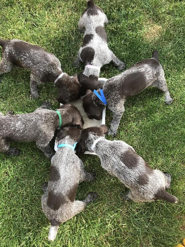 GERMAN WIREHAIRED POINTERS German Wirehaired Pointer