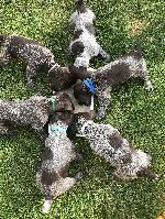 GERMAN WIREHAIRED POINTERS