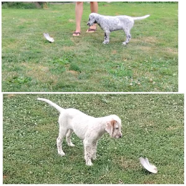 RYMAN TYPE ENGLISH SETTERS