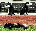 AKC & UKC LABRADOR RETRIEVER PUPPIES