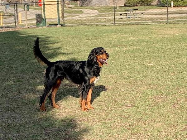 Gordon Setter