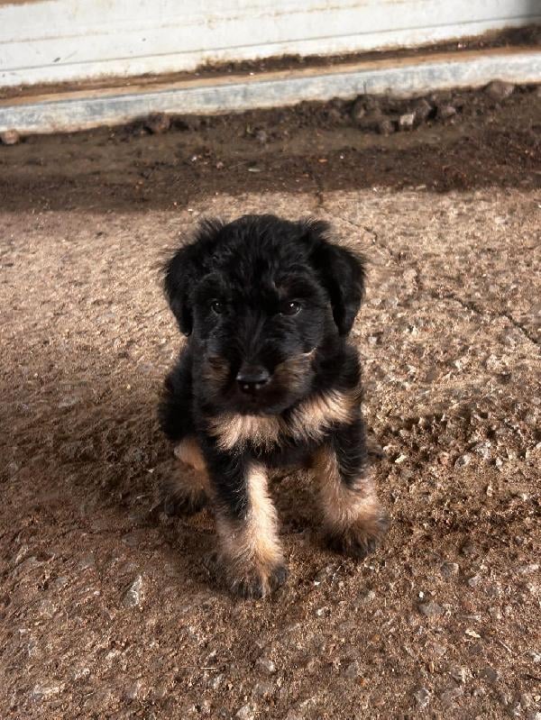 Jagd Terrier