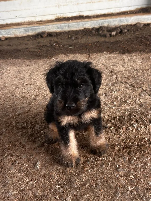 JAGDTERRIER PUPS NKC REG Jagd Terrier