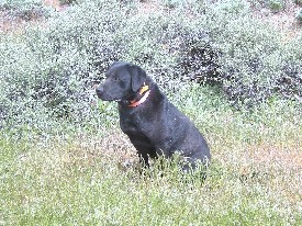 POINTING BLACK LABRADOR AT STUD