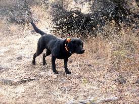 POINTING BLACK LABRADOR AT STUD