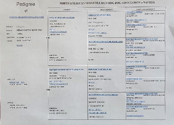 German Shorthaired Pointer