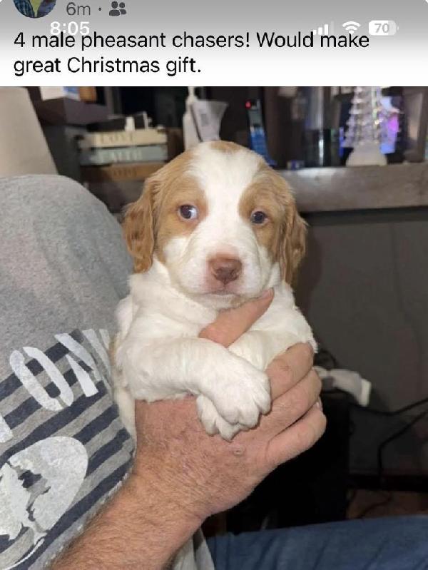 PUREBRED BRITTANY PUPPIES American Brittany