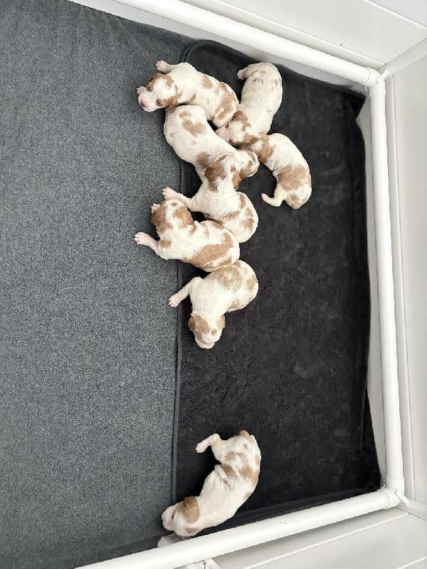 PUREBRED BRITTANY PUPPIES American Brittany