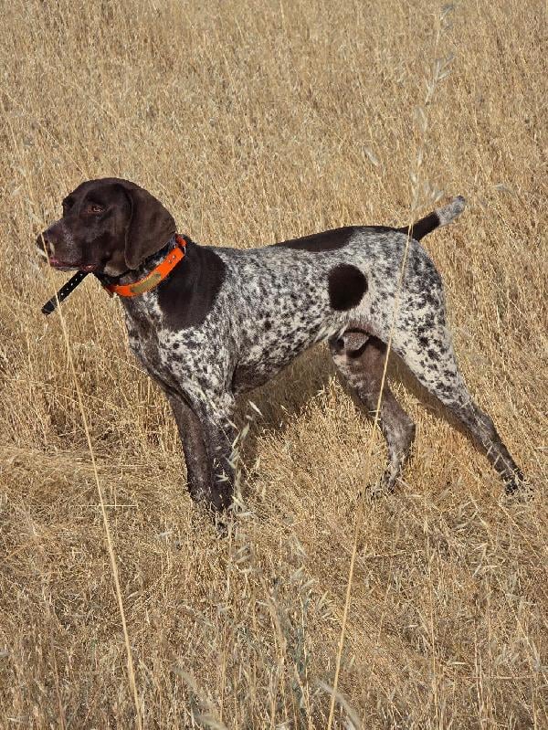 German Shorthaired Pointer