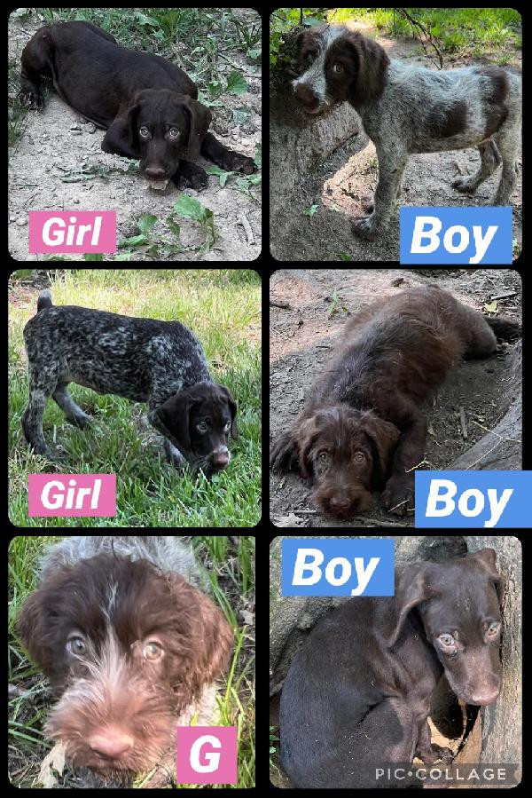 German Wirehaired Pointer
