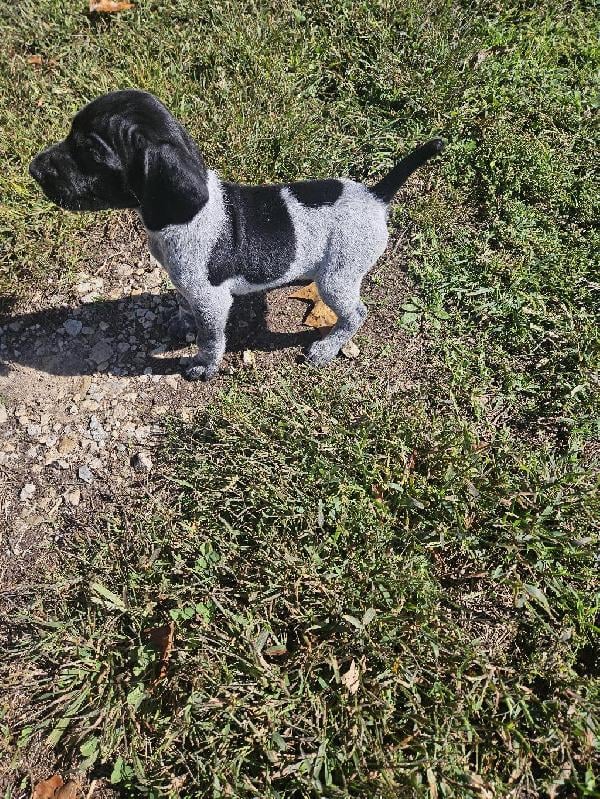 GERMAN SHORTHAIR PUPS BORN SEPTEMBER 16TH German Shorthaired Pointer