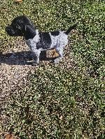 GERMAN SHORTHAIR PUPS BORN SEPTEMBER 16TH