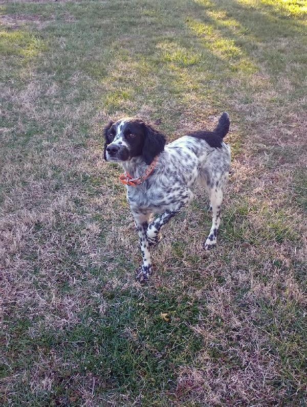 American Brittany
