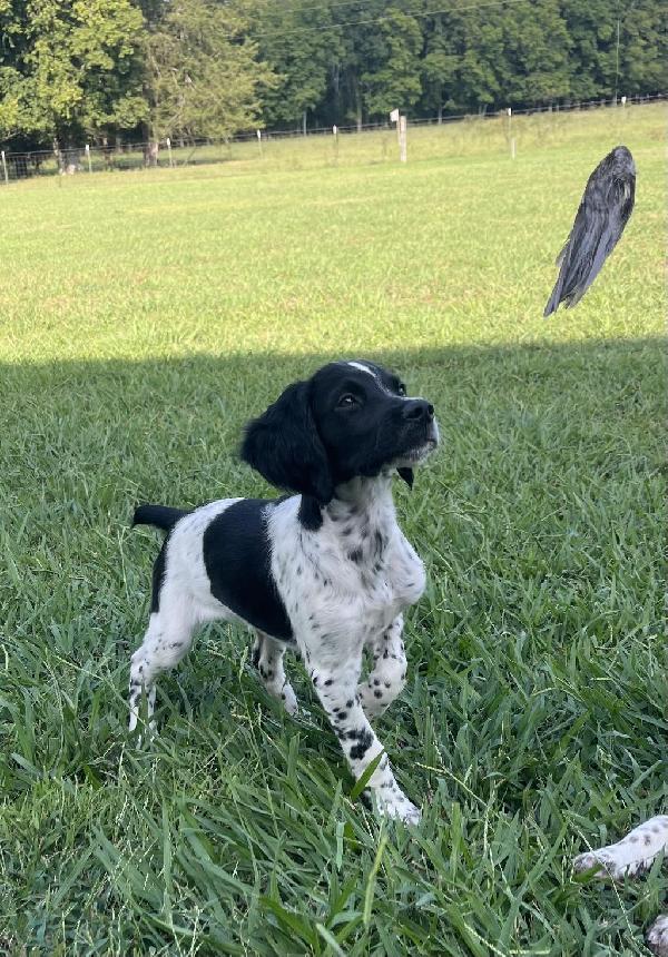 American Brittany