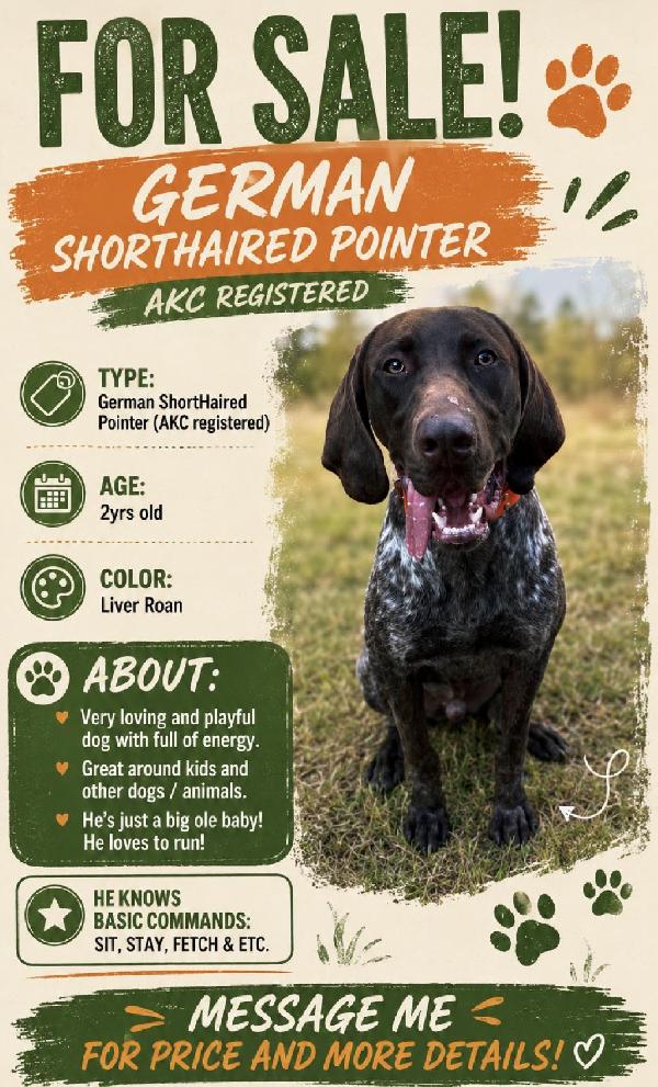 German Shorthaired Pointer