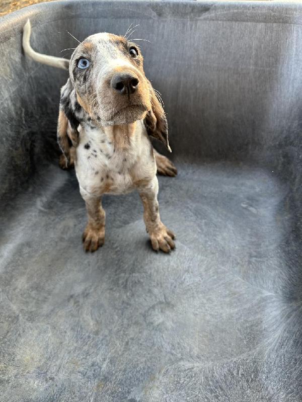 American Leopard Hound