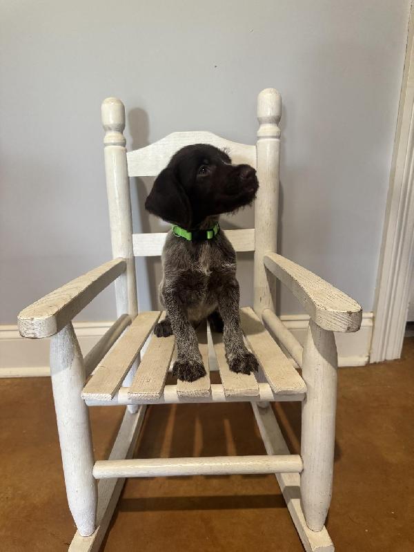 German Wirehaired Pointer