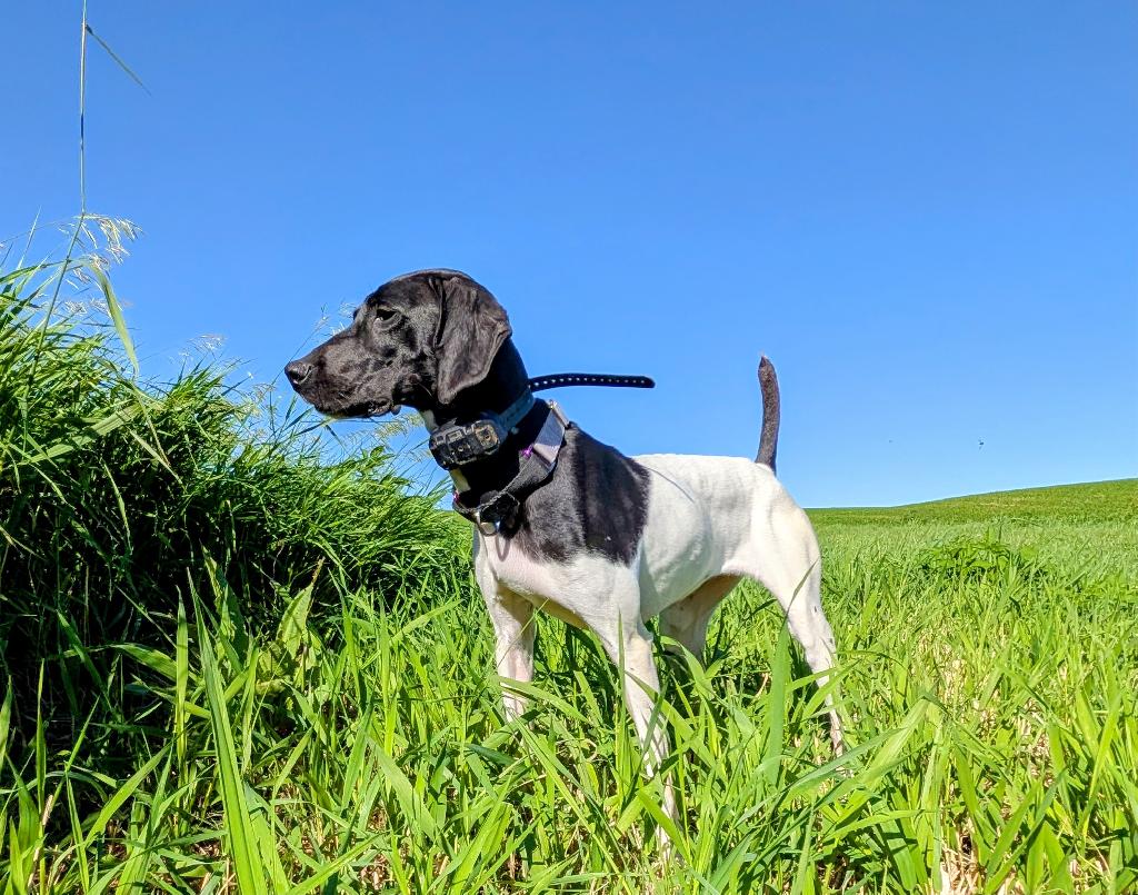 German Shorthaired Pointer