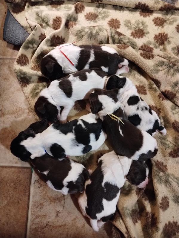 English Springer Spaniel