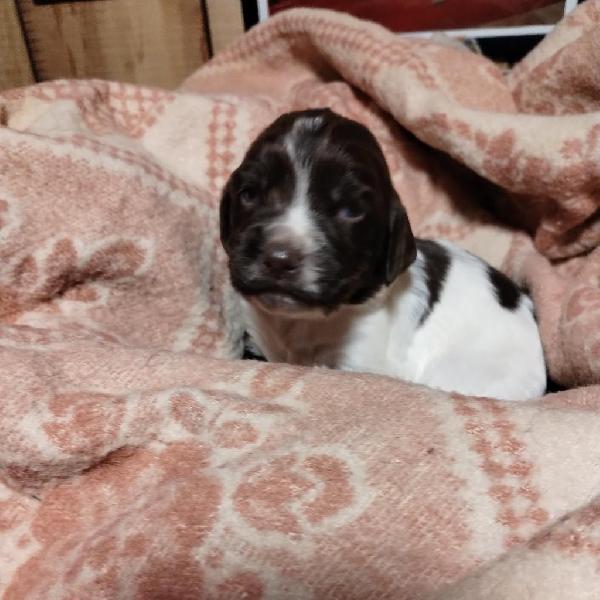 English Springer Spaniel