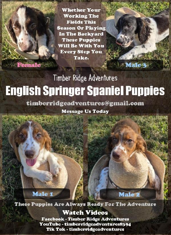 English Springer Spaniel