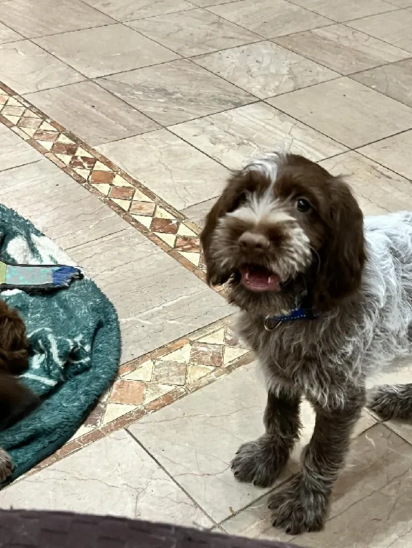 Wirehaired Pointing Griffon