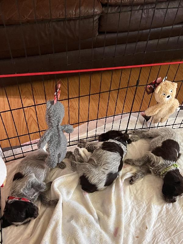 WHISPERINGCREEK WIRE HAIRED POINTING GRIFFONS