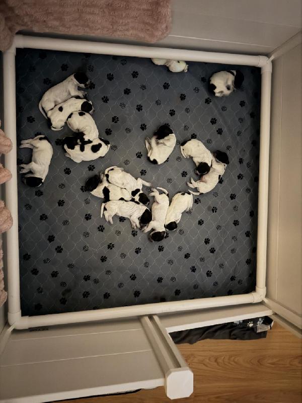 PUPPIES