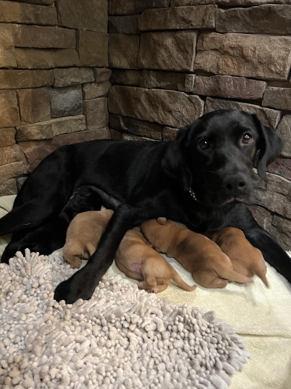 AKC RED FOX AND BLACK LAB PUPPIES