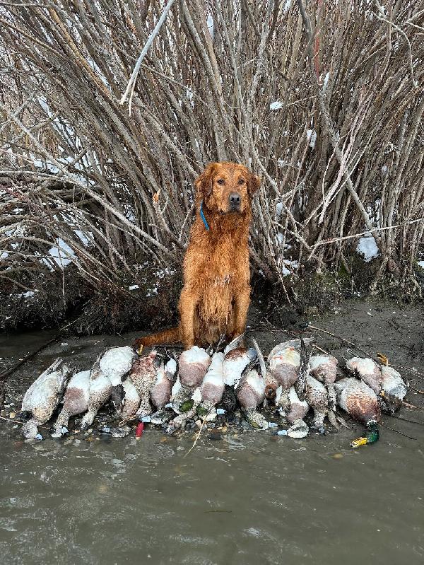 BOSS DUCK HUNTING.