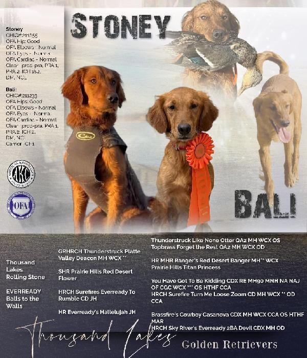 AKC FIELD-BRED GOLDEN RETRIEVERS Golden Retriever