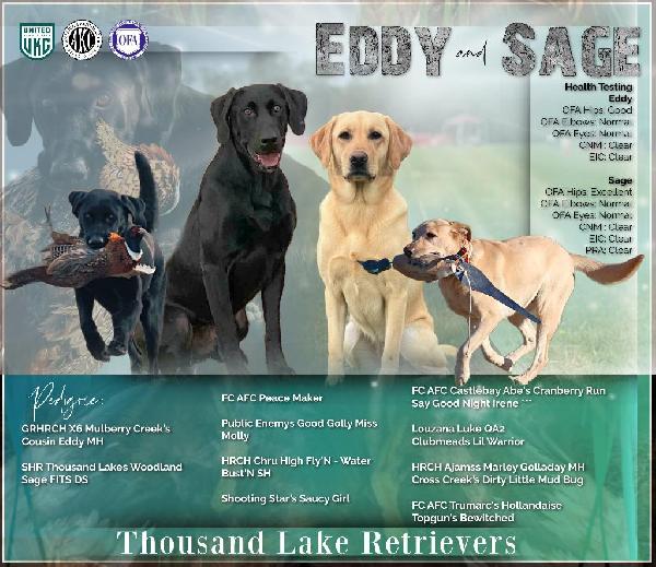 Labrador Retriever
