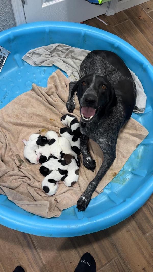 German Shorthaired Pointer