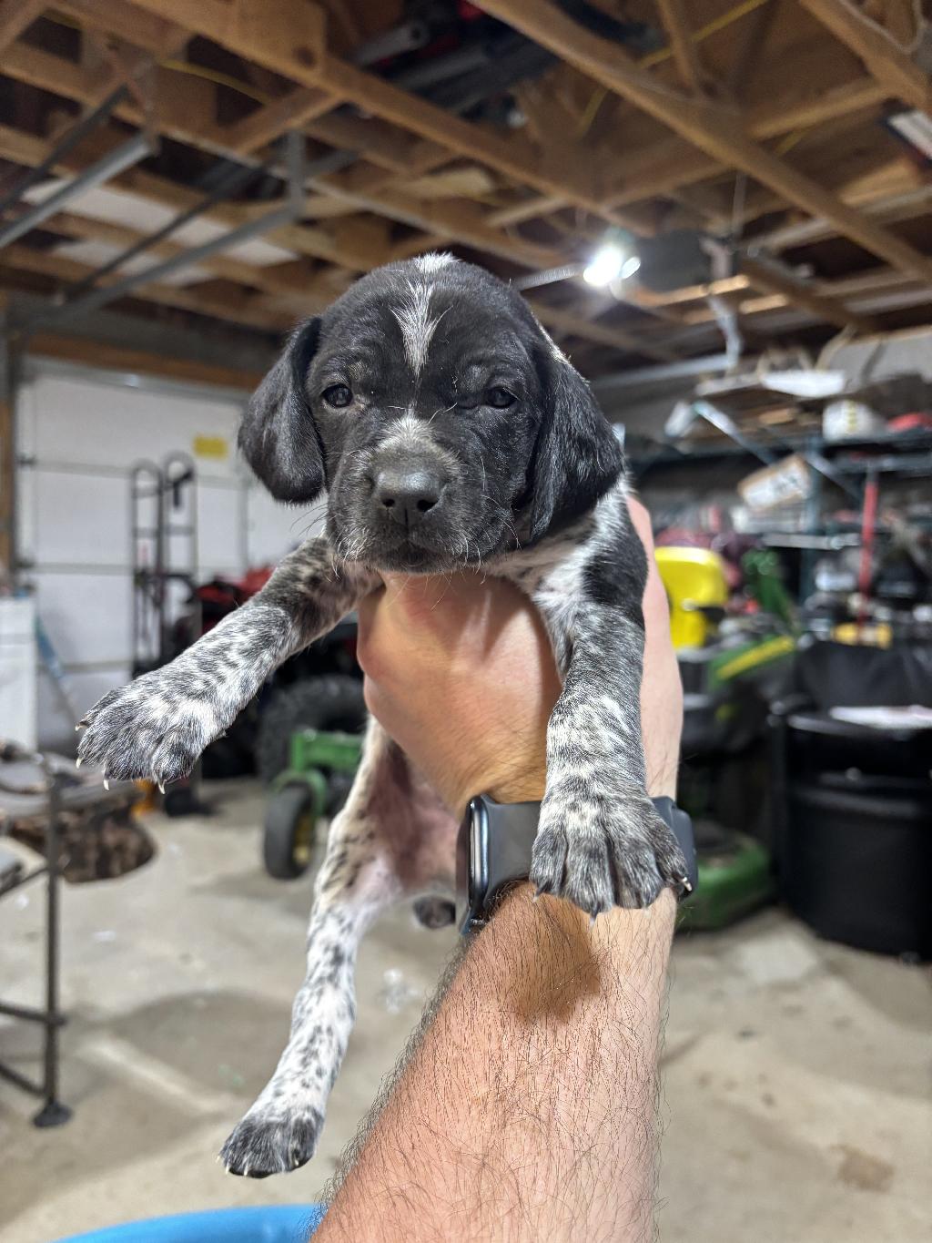 AKC GERMAN SHORTHAIR PUPS German Shorthaired Pointer