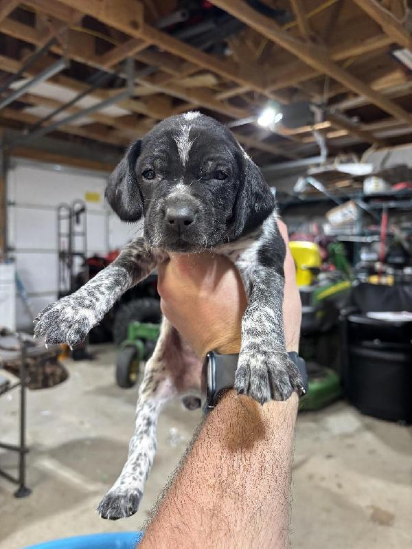 AKC GERMAN SHORTHAIR PUPS